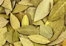 Bay Leaf for Hair: What You Need to Know