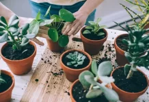 How to Style Your Space with Low-Maintenance Plants