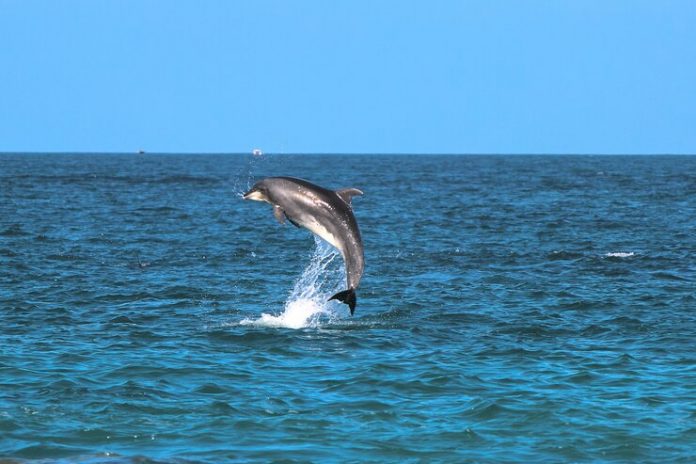 dolphin tours at Myrtle Beach