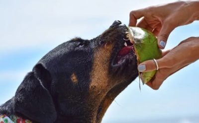 Can Dogs Have Coconut Water