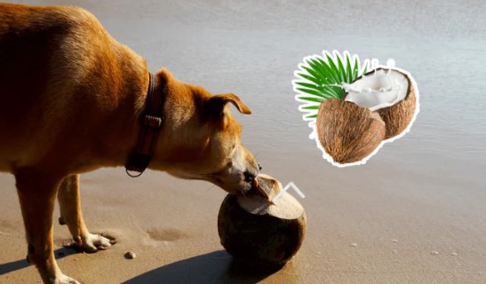 Can Dogs Have Coconut Water