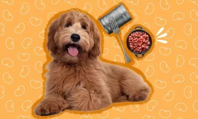 Can Dogs Have Lima Beans