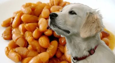 Can Dogs Have Lima Beans