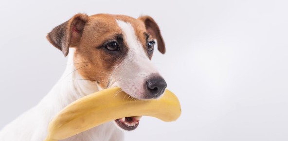 Can Puppies Eat Banana Peels And Develop Tremors photo