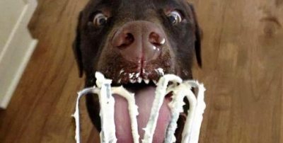 Can Dogs Eat Whipped Cream