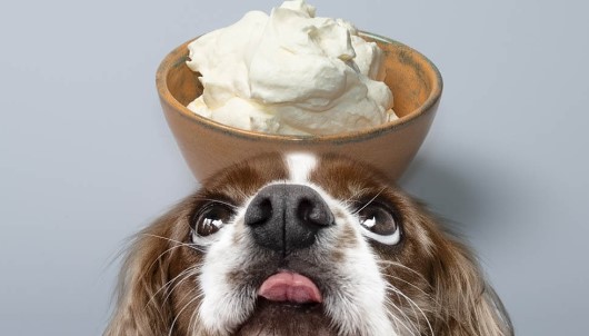 Can Dogs Eat Whipped Cream