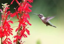 How to Attract Hummingbirds to Your Garden
