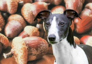 Can Dogs Eat Acorns