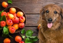 Can Dogs Eat Apricots Can Dogs Eat Apricots