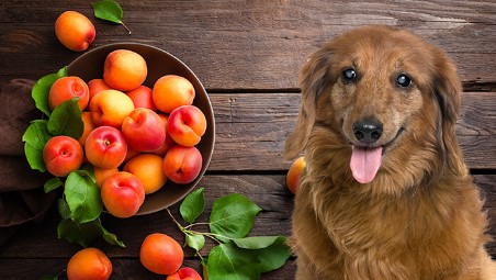 Can Dogs Eat Apricots