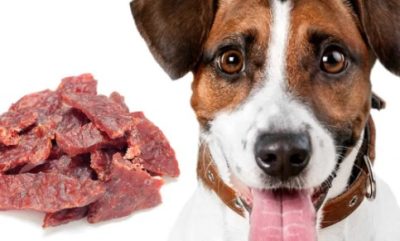 Can Dogs Eat Beef Jerky