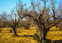 Effective Methods for Controlling Xylella Fastidiosa | Tree Doctor USA