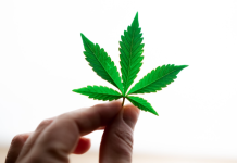 Cannabis and Aging: Exploring Its Potential in Promoting Healthy Aging and Longevity