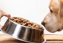 Everything You Need to Know About Pet Food