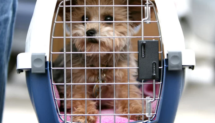 How to Choose the Right Pet Air Transportation Service for Your Furry Friend