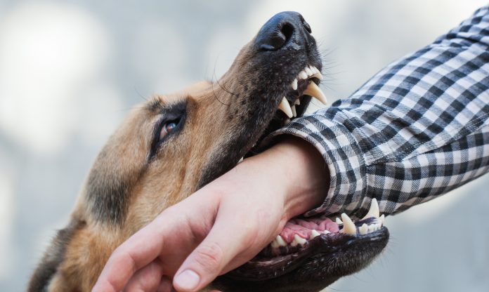 dog-bite